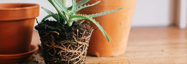 Aloe Vera Pflanze Umtopfen